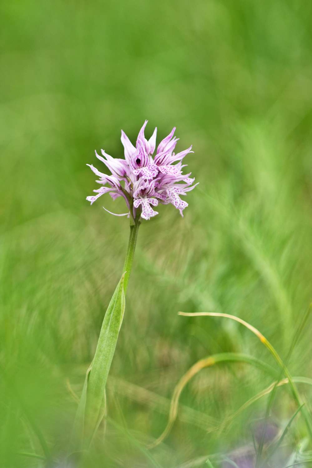 Neotinea tridentata